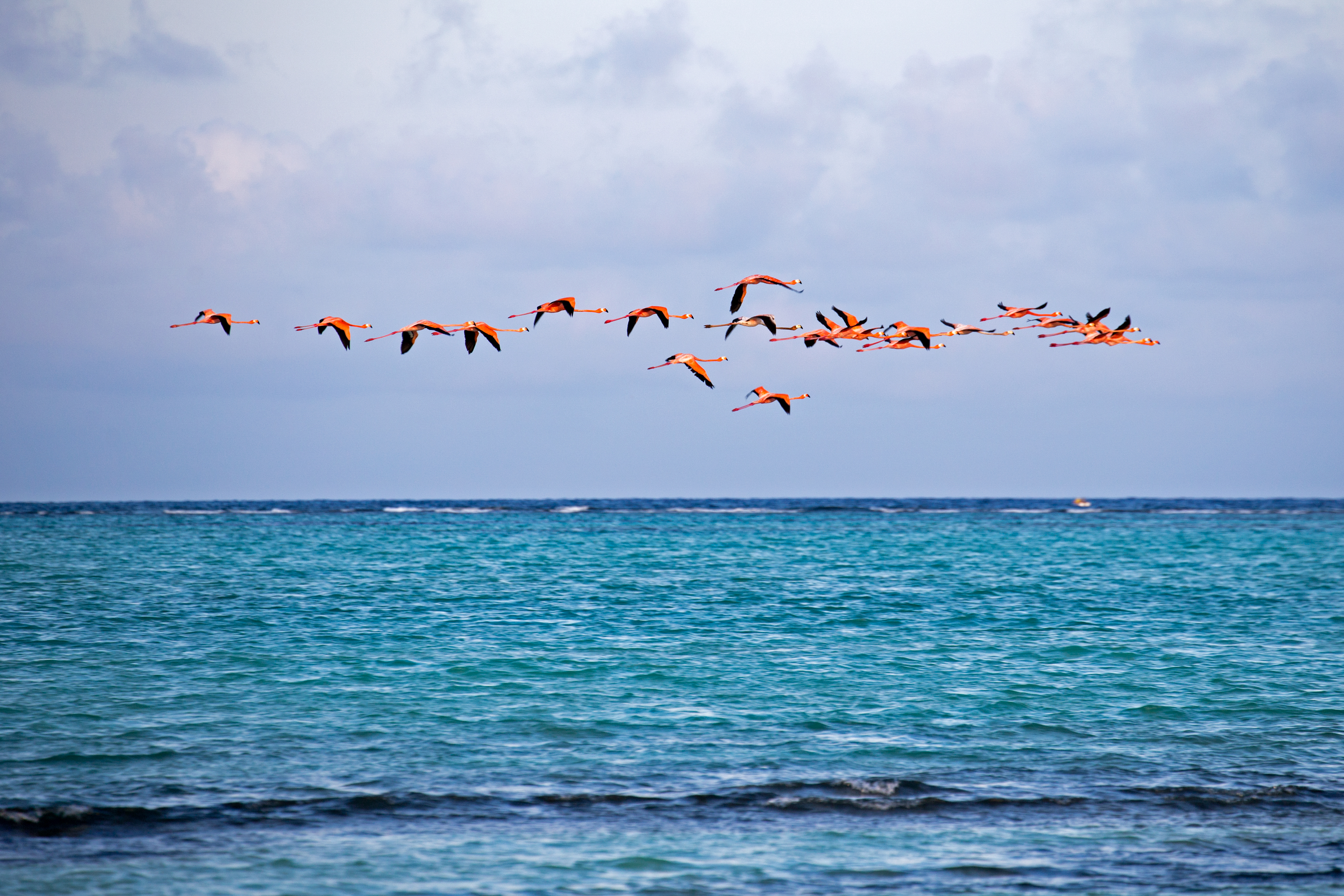 Flamingo's vliegen boven zee, Bonaire