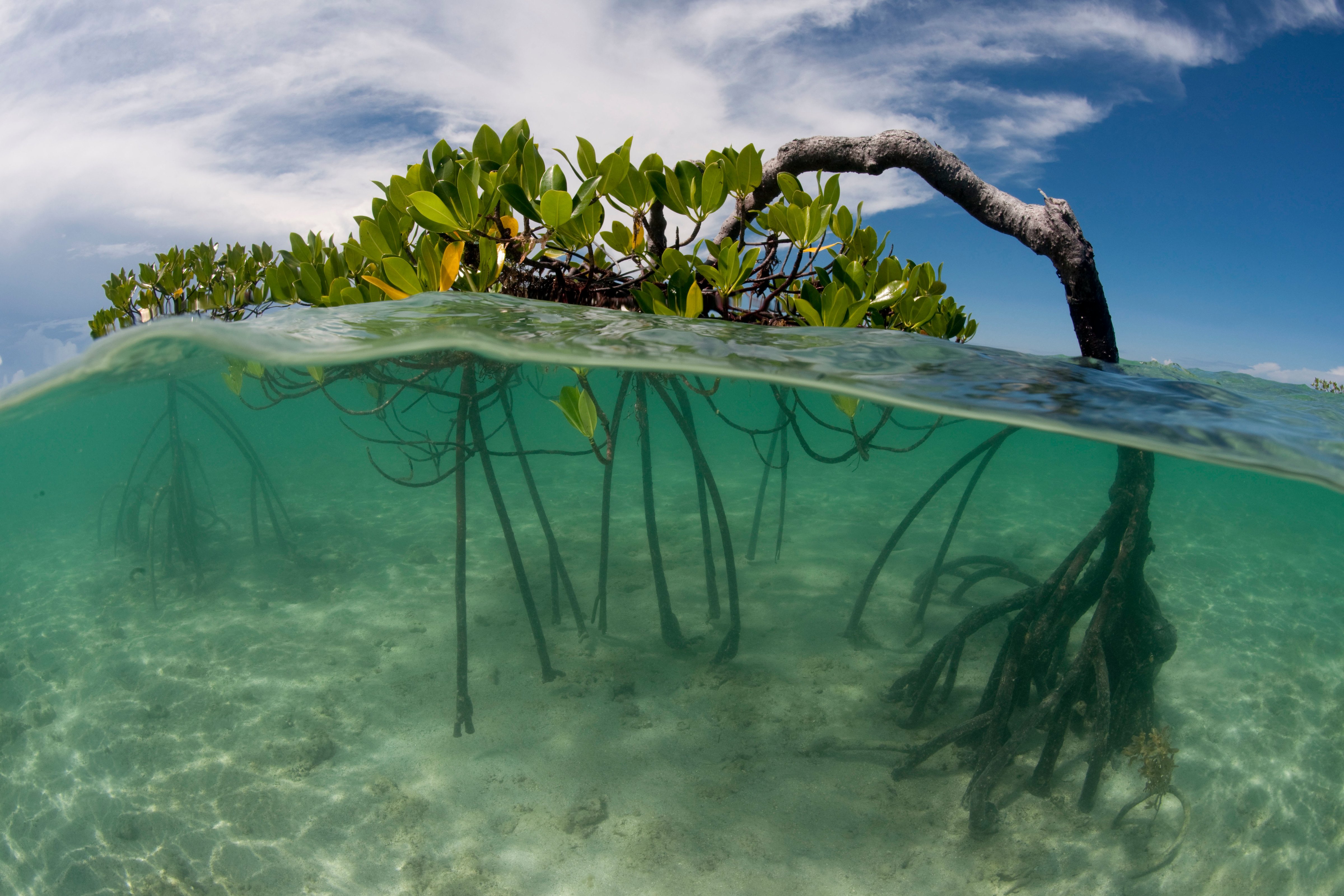 mangrove onder en boven water