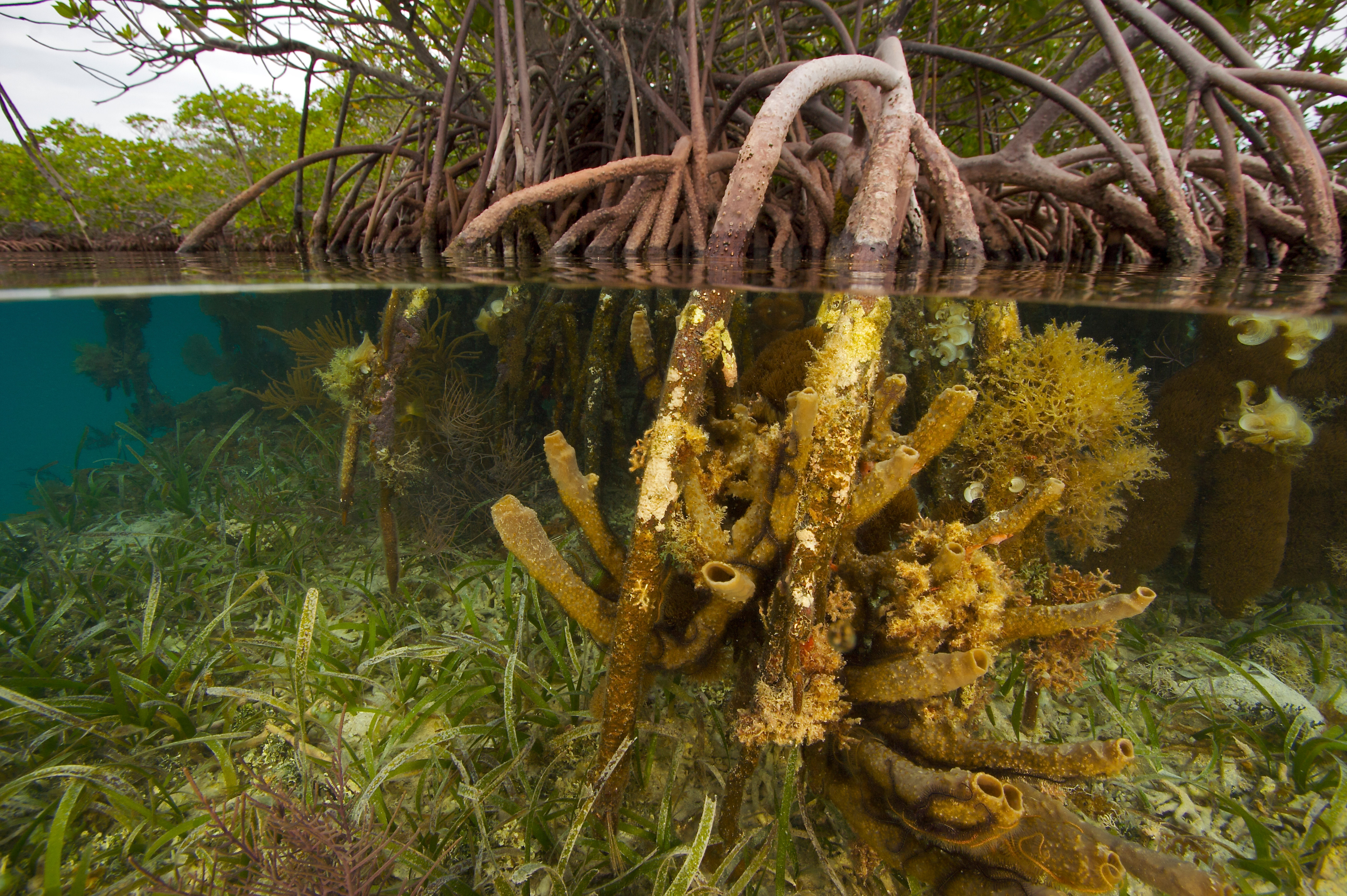 onderwater wortels van boom in red mangrove